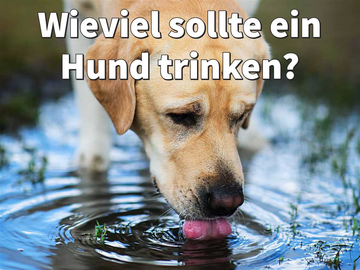 Abhängig von der Aktivität des Hundes