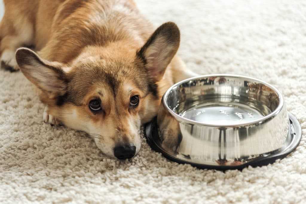 Wie viel Wasser sollte ein Hund pro Tag trinken?