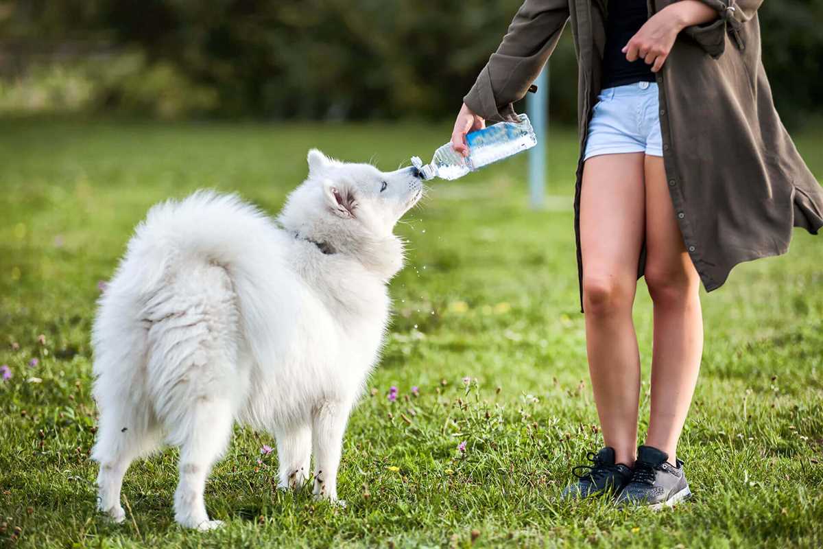 Anzeichen für Dehydratation bei Hunden