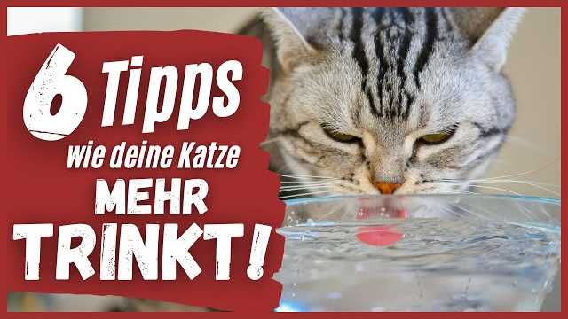 Was sind die Anzeichen von Dehydrierung bei Katzen?