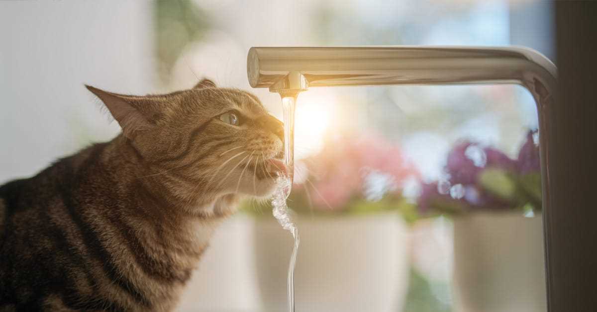 Wie viel Wasser sollte eine Katze trinken?