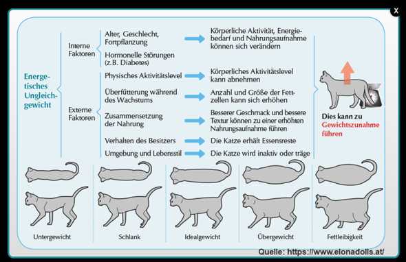 1. Hochwertiges Katzenfutter verwenden