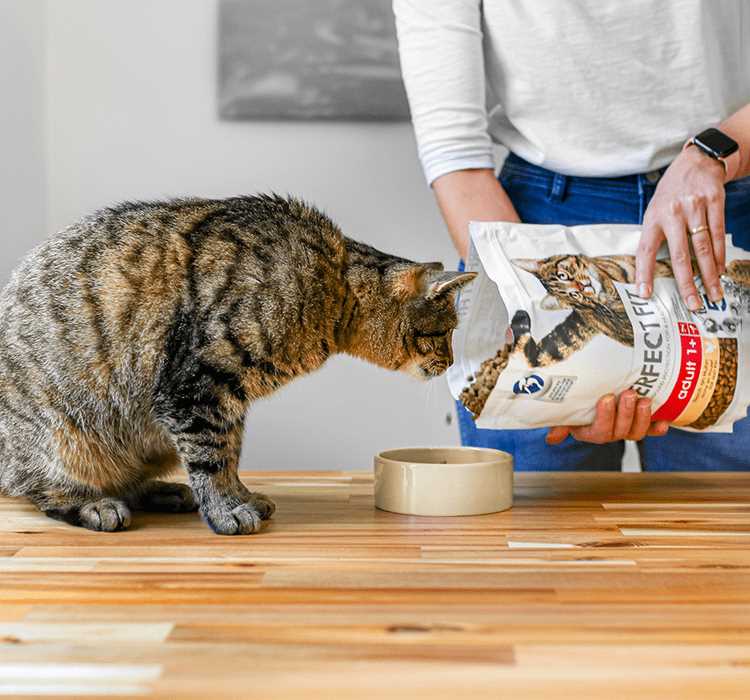 Die Bedeutung der richtigen Fütterung für Katzen