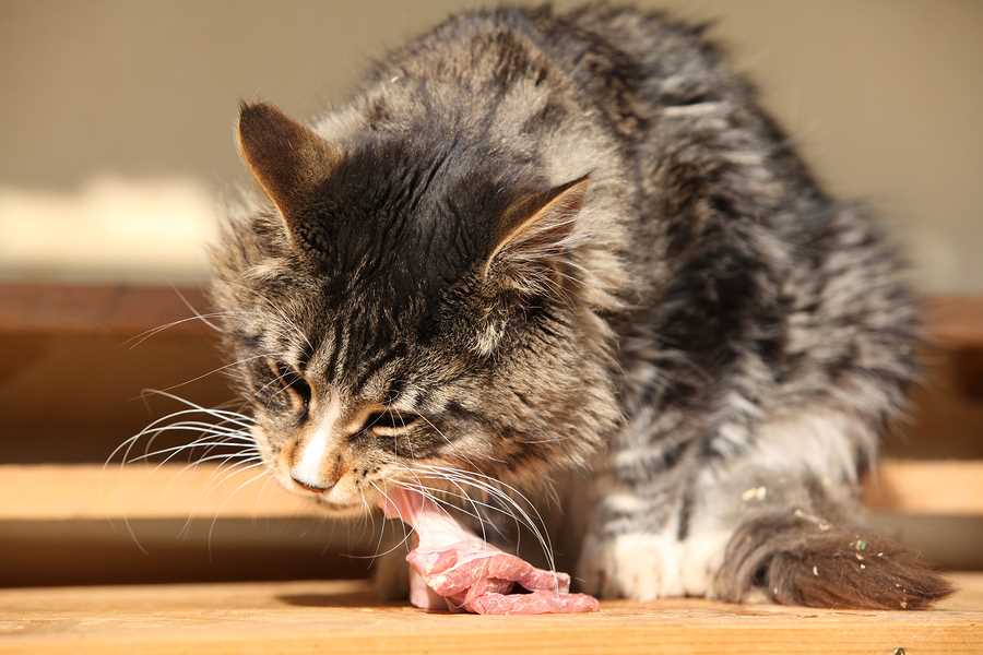 Wie viel sollte eine Katze essen? Expertentipps