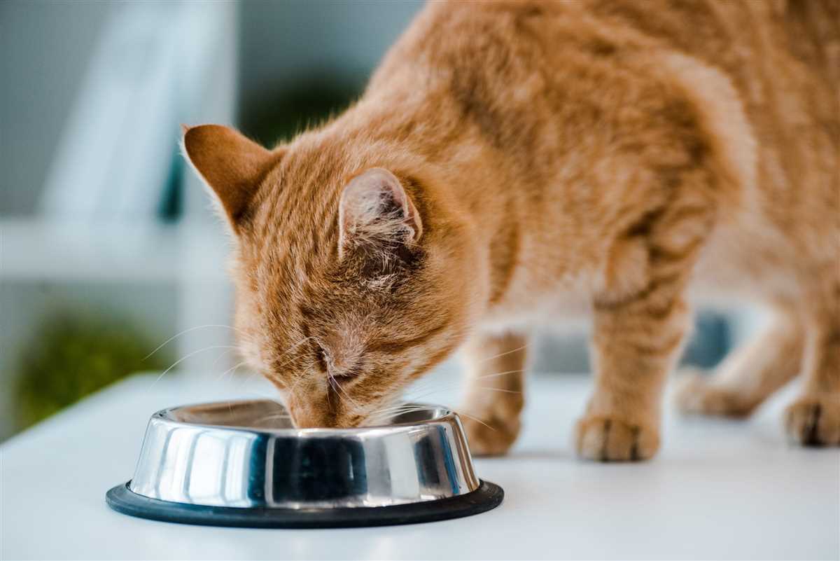 Anzeichen von Dehydration bei Katzen