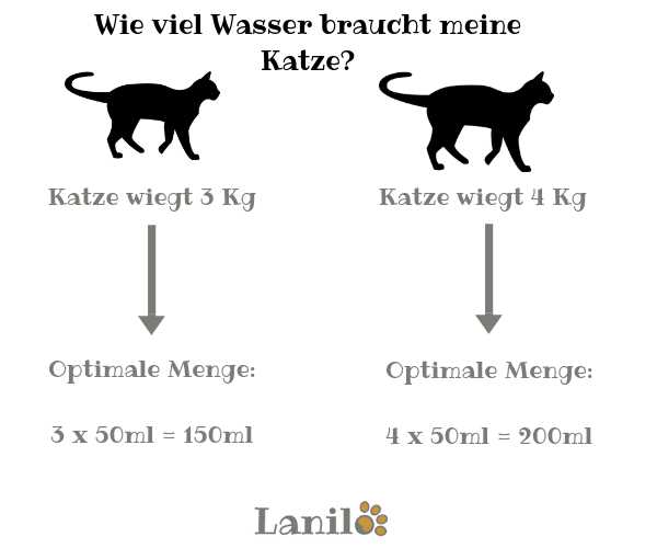 Wie viel Wasser sollten Katzen trinken? | Expertenrat für gesunde Flüssigkeitszufuhr