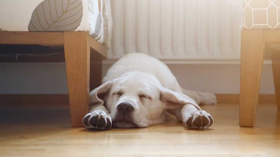 Wie viel Schlaf benötigt ein Hund?