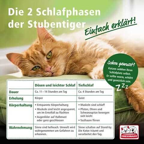 Anzeichen für Schlafstörungen bei Katzen