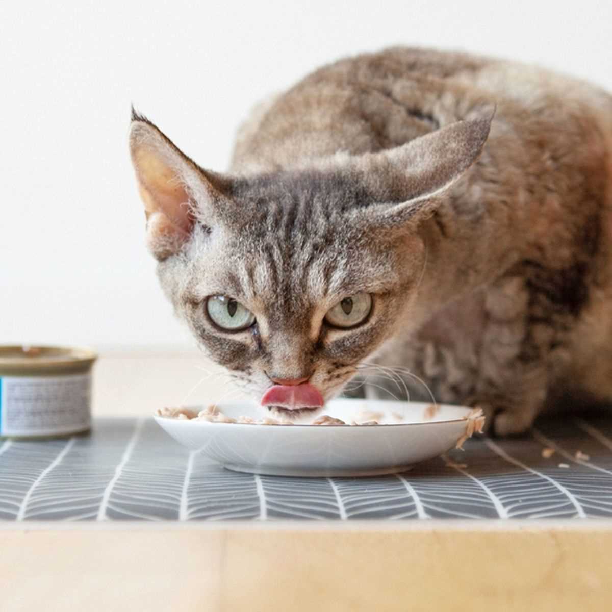 Wie viel Thunfisch dürfen Katzen essen? Alles, was Sie wissen müssen