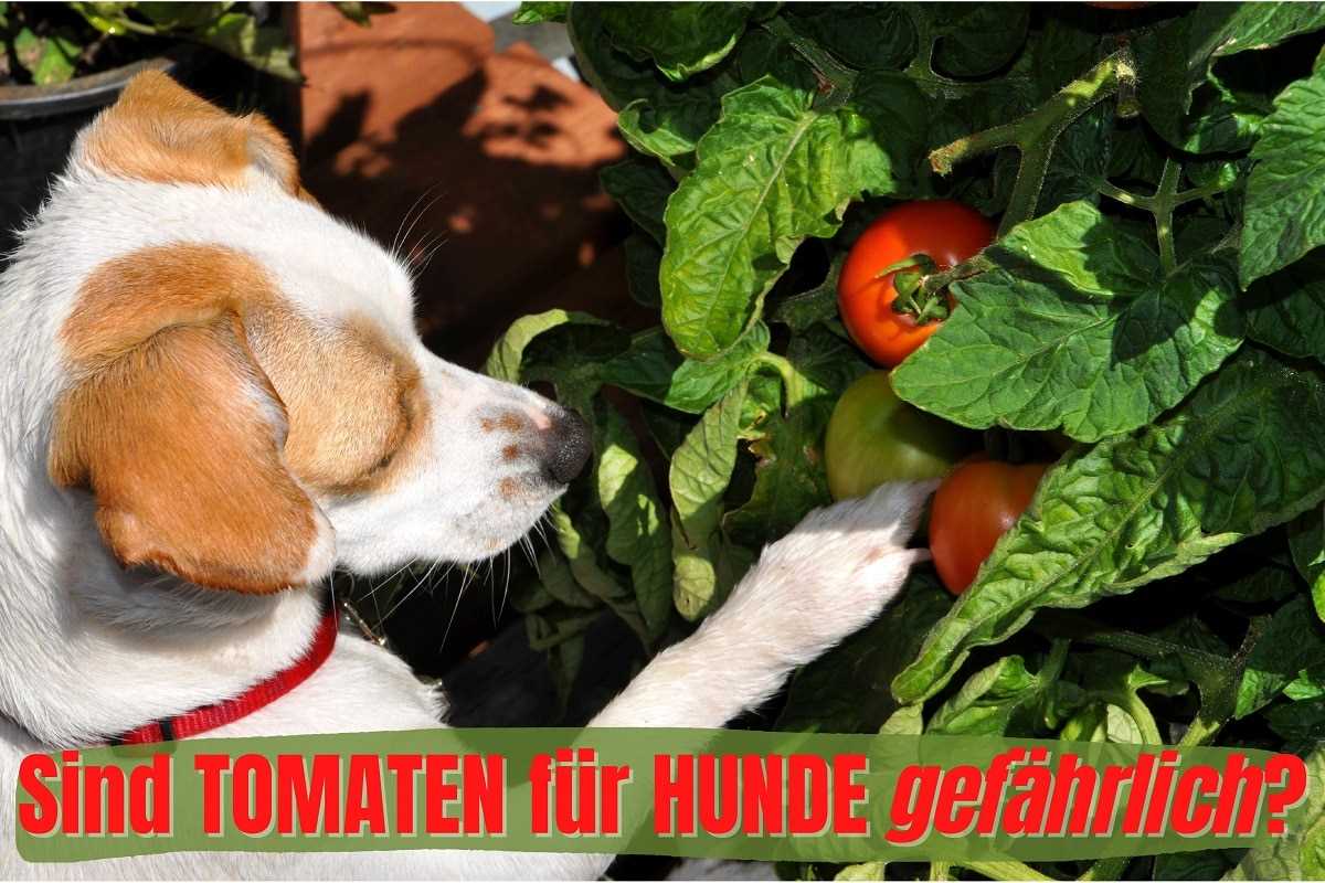 Gekochte oder gewürzte Tomaten