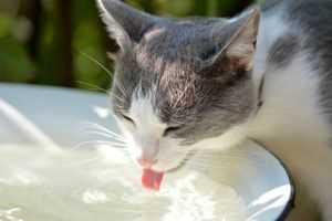 Wie viel Flüssigkeit sollte eine Katze täglich trinken?