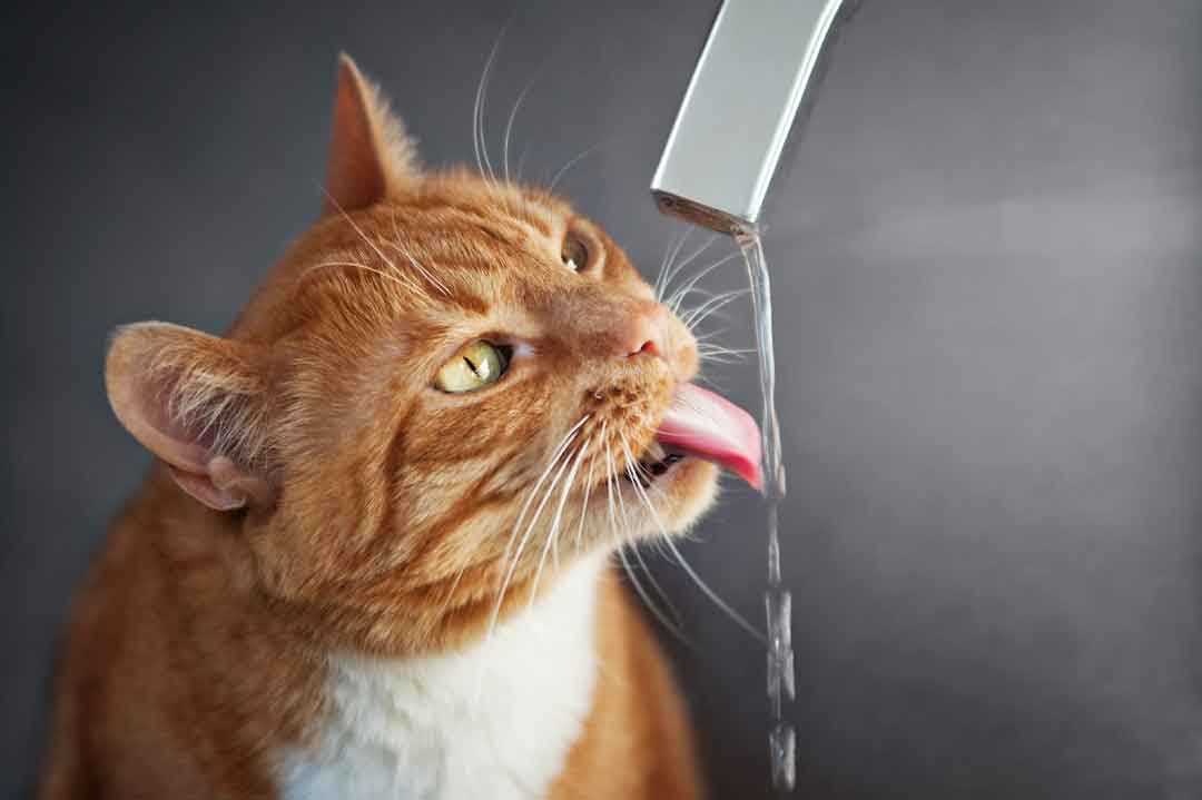 Welche Flüssigkeiten dürfen Katzen trinken?