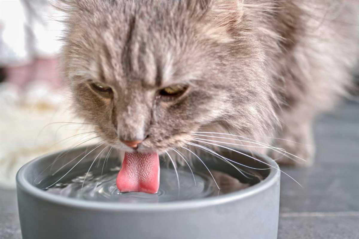 Tipps, um sicherzustellen, dass Ihre Katze ausreichend trinkt