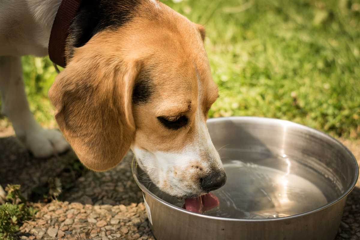 Wie viel Wasser trinkt ein Hund am Tag? – Tipps und Empfehlungen