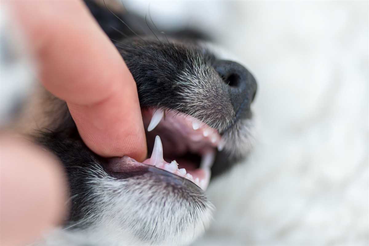 Das Gebiss im Zusammenhang mit dem Alter eines Hundes