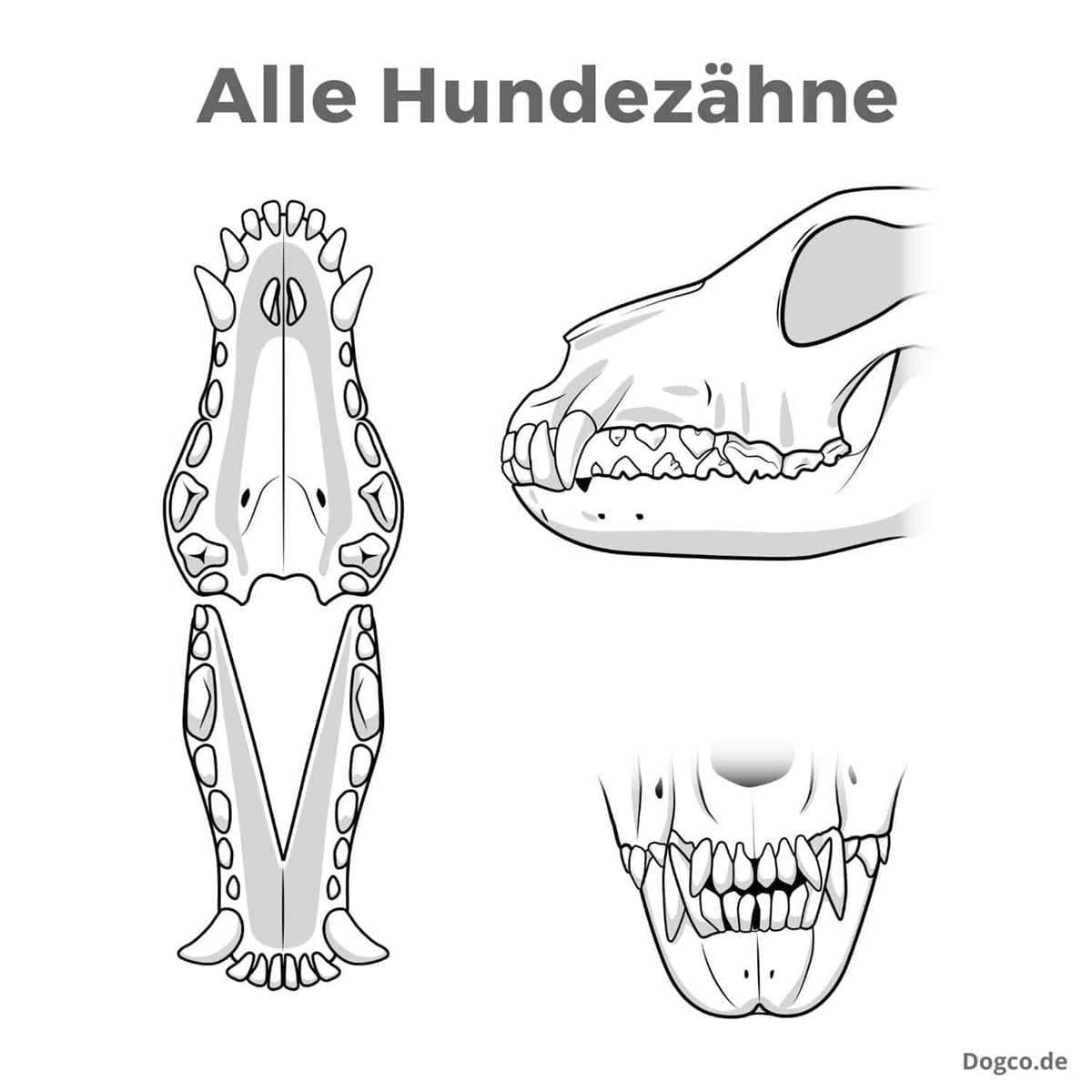 2. Eckzähne