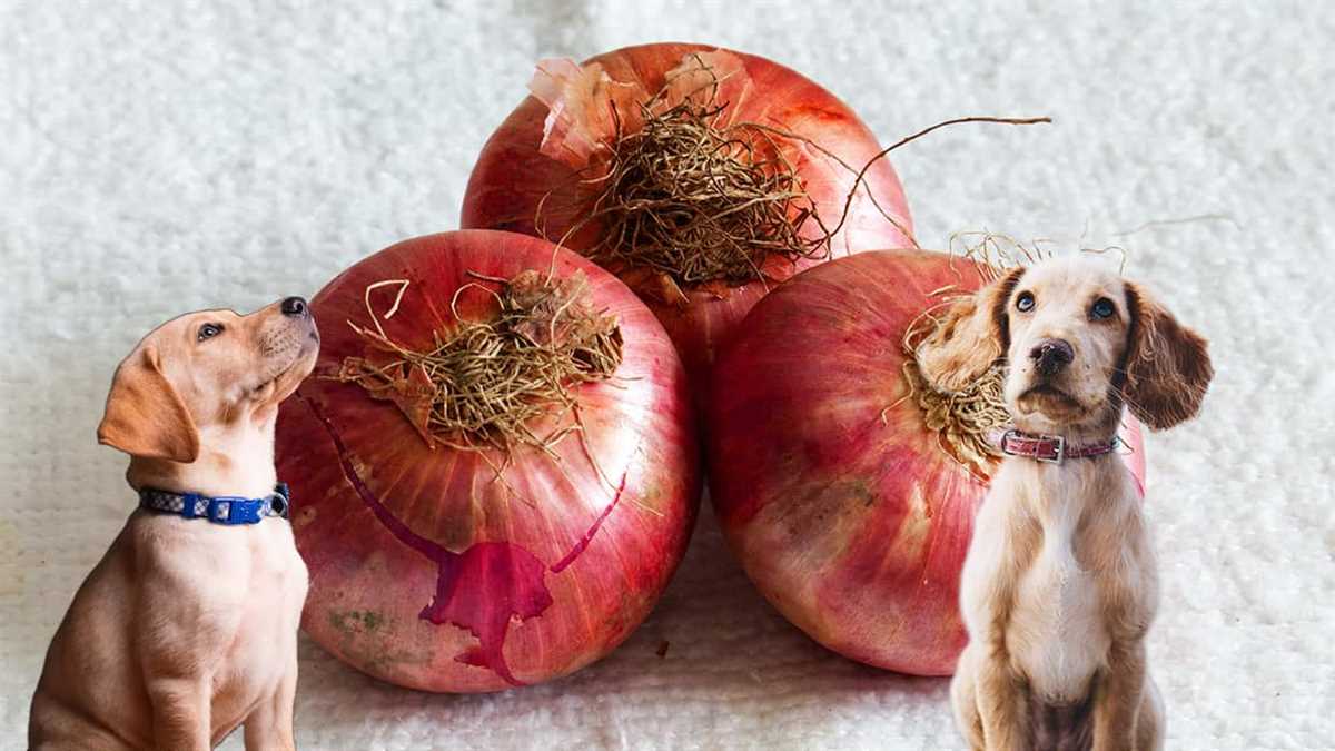 Anzeichen von Zwiebelvergiftung bei Hunden