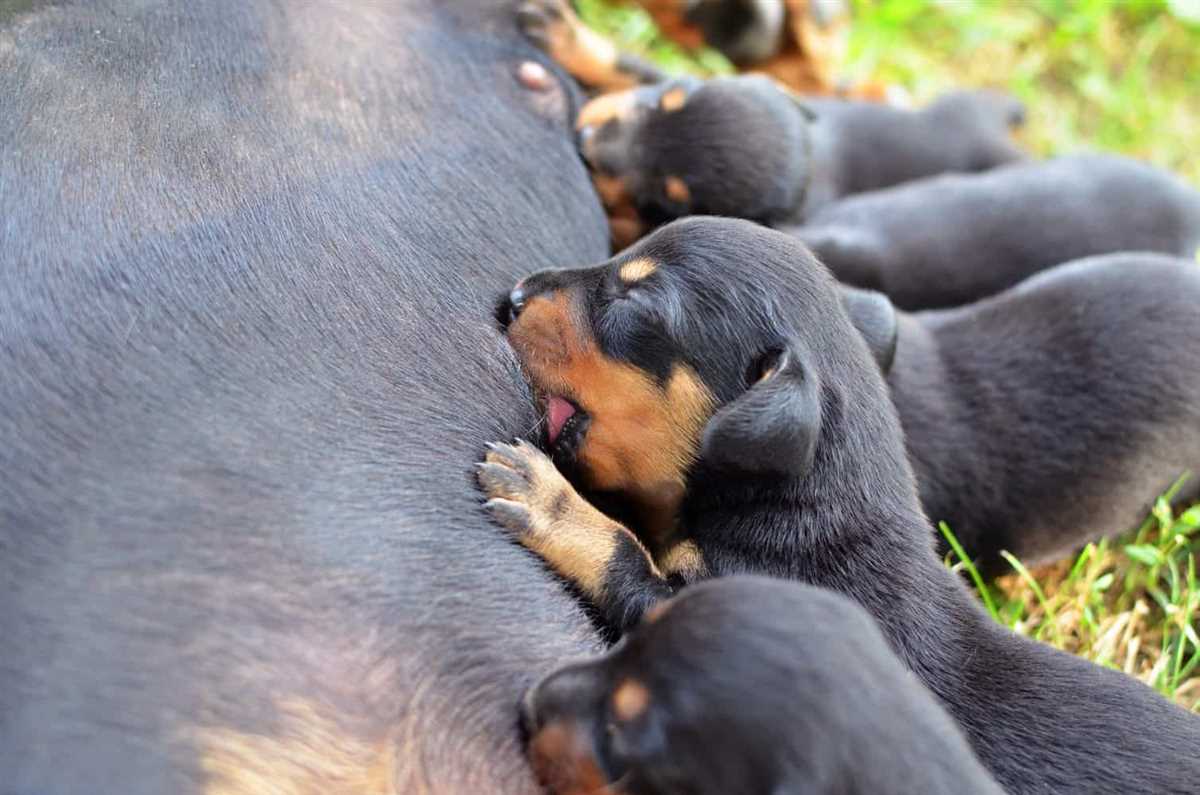 Wie viele Brustwarzen hat ein Hund? – Alles, was Sie wissen müssen!