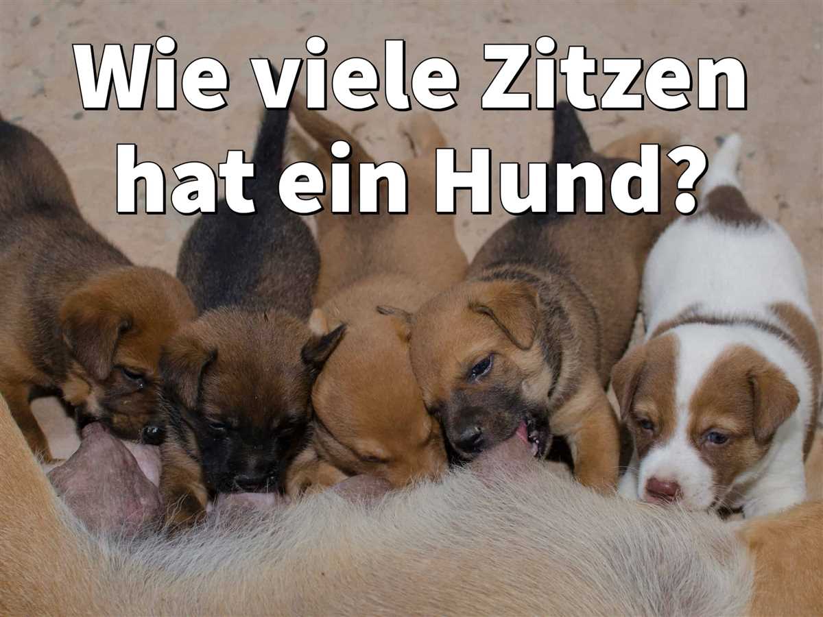 Wie viele Brustwarzen haben Hunde im Durchschnitt?