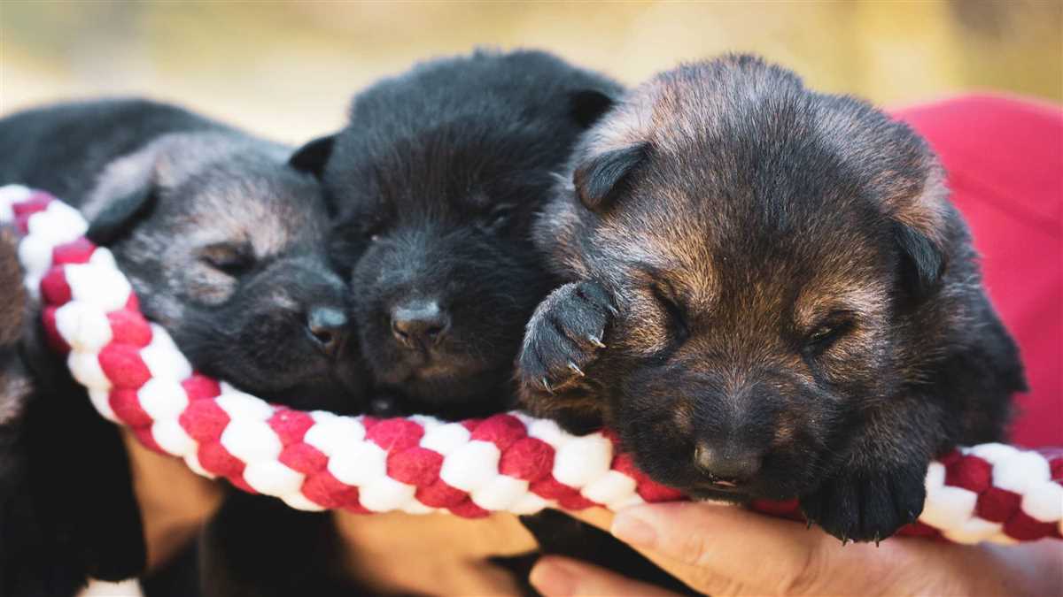 Die Anzahl der Brustwarzen variiert bei Hunden