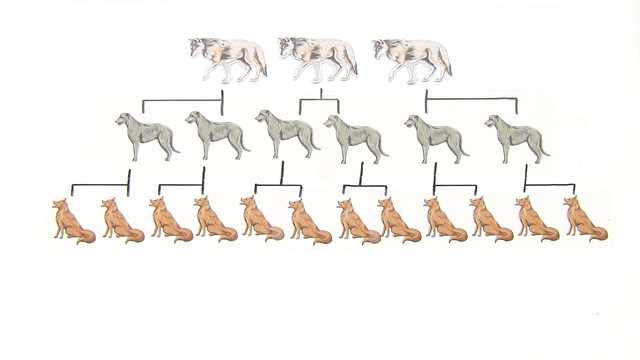 Bedeutung der genetischen Struktur von Hunden