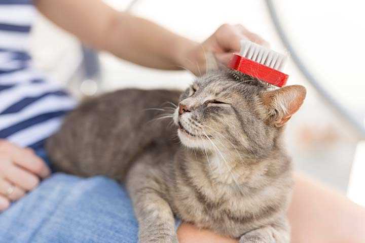 Wie viele Haare hat eine Katze? Erfahren Sie mehr über das Fell der Katzen