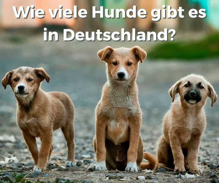 Hundehaltung in Deutschland