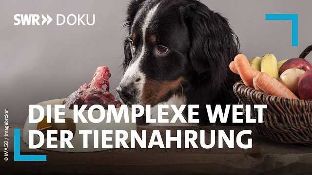 Wie viele Kalorien hat ein Hund? Eine genaue Analyse und praktische Tipps