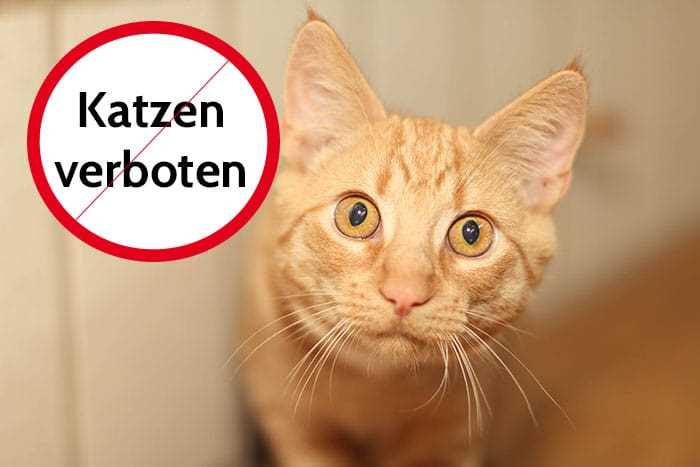 Anzahl der Katzen