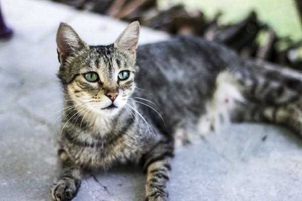 Wie viele Katzen gibt es auf der Welt? Die faszinierende Katzenpopulation