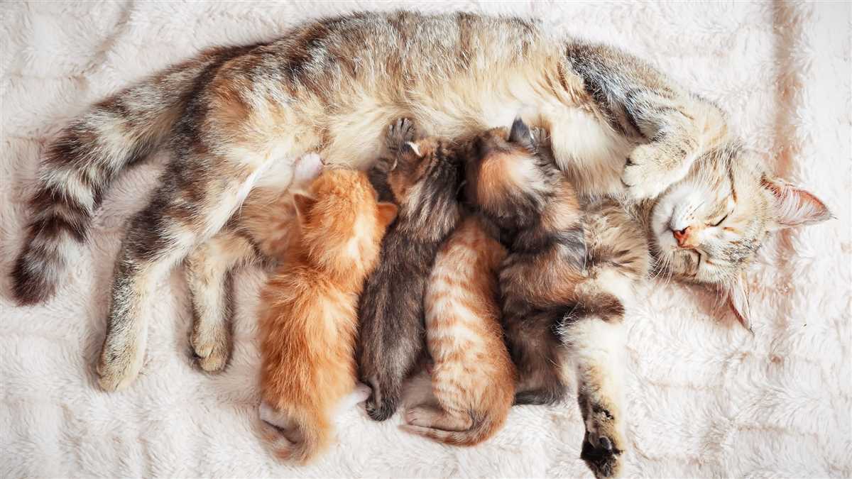 Wie viele Katzenbabys kann eine Katze bekommen? | Information und Fakten