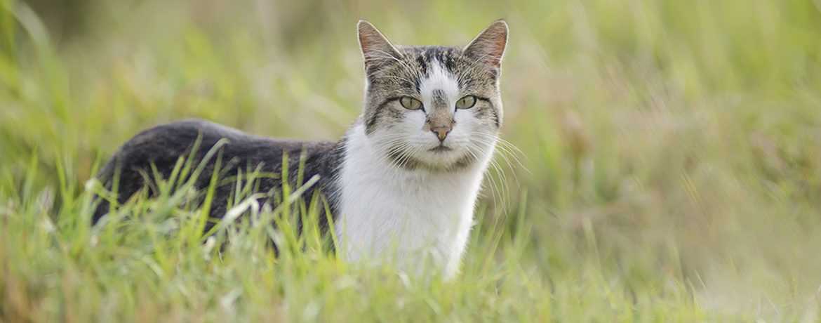 Wie viele Kilometer finden Katzen nach Hause: Eine Untersuchung der Orientierungsfähigkeiten von Katzen