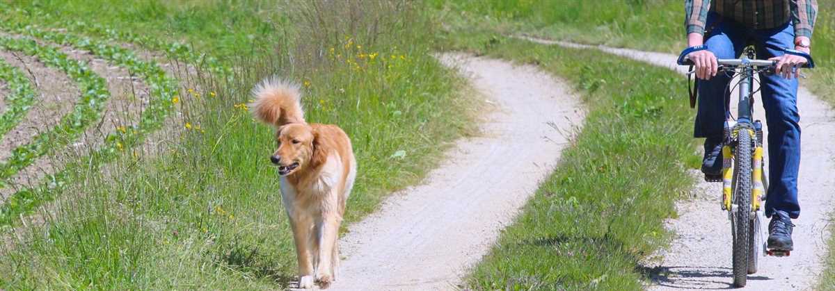 Fahrradanhänger für Hunde