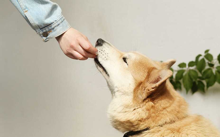 Wie man Hunde vor Kirschkerne schützen kann