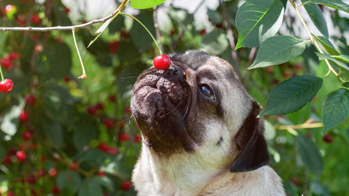 Was tun, wenn dein Hund Kirschkerne gefressen hat?