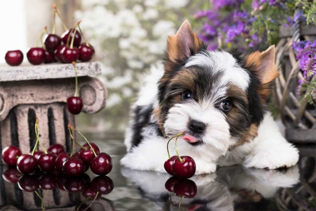 Symptome einer Vergiftung durch Kirschkerne bei Hunden