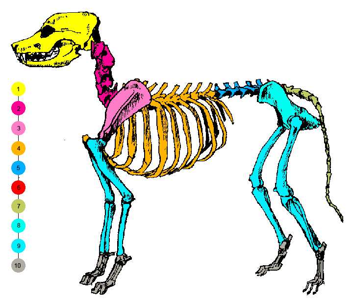 Vorbeugung von Knochenverletzungen und Krankheiten