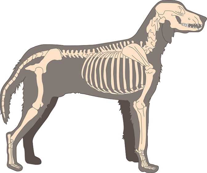 Wie viele Knochen hat ein Hund? Erfahren Sie alles über die Anatomie Ihres Vierbeiners