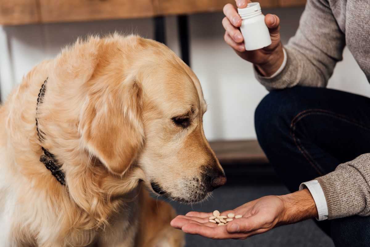 Anwendung von Kohletabletten bei Hunden: Dosierung und Richtlinien