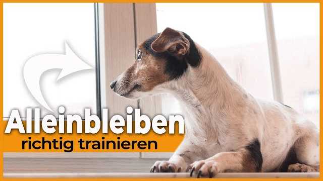 5. Hundebett an der Sonne auslüften