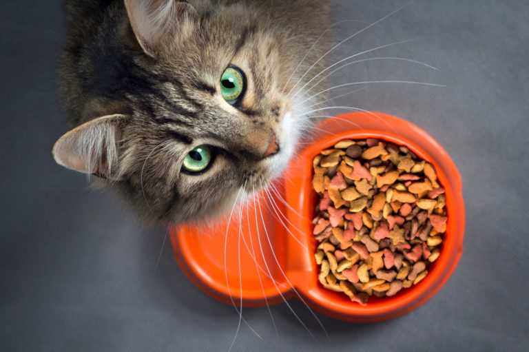 Tipps zur proteinreichen Ernährung Ihrer Katze