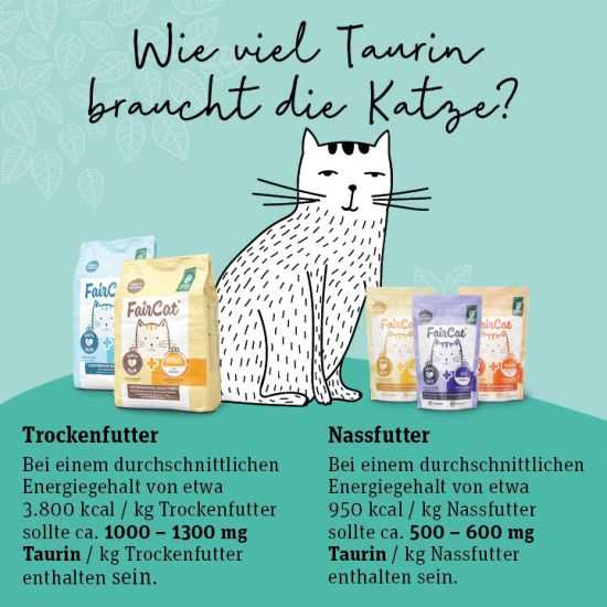 4. Berücksichtigen Sie den Gesundheitszustand Ihrer Katze