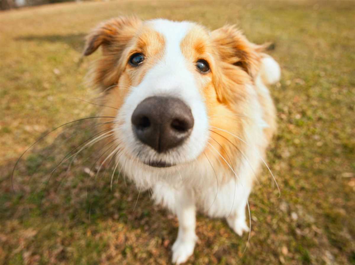 Drogenspürhunde