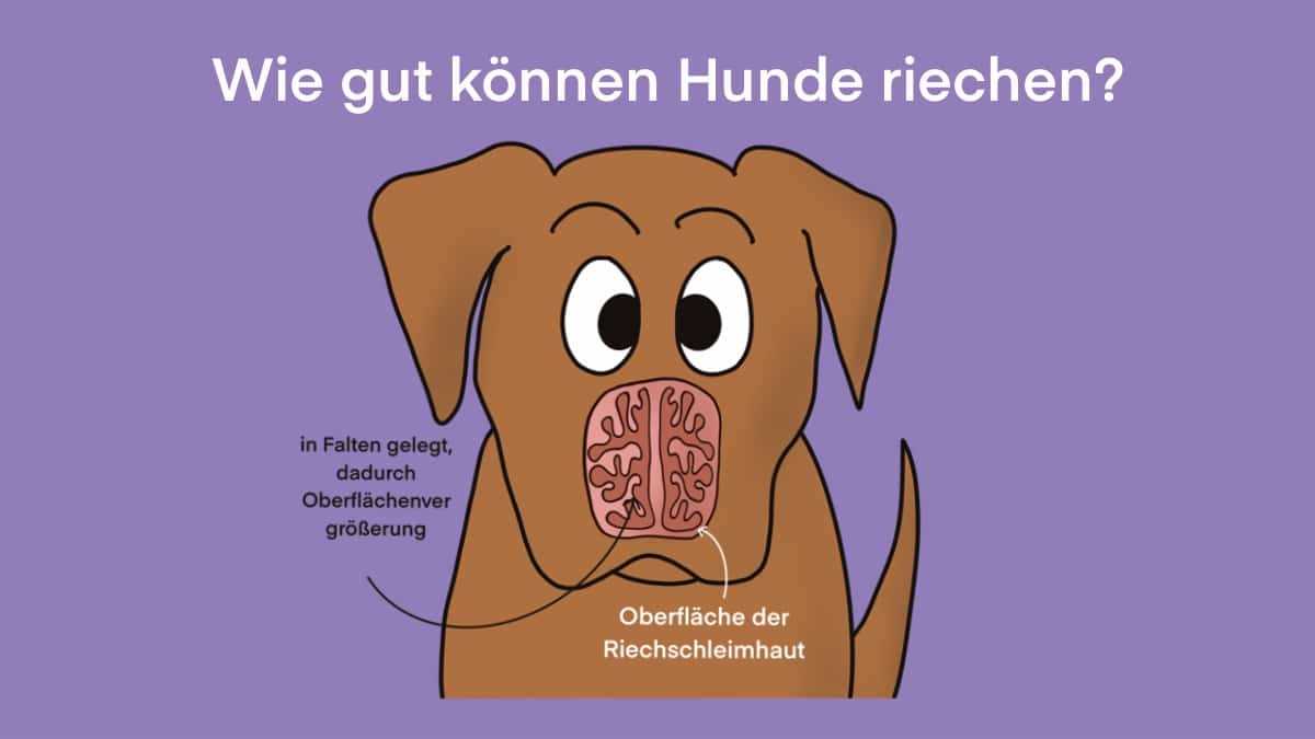 Die Rolle der Riechzellen beim Hund