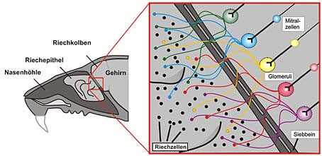 1. Der Geruchssinn der Hunde