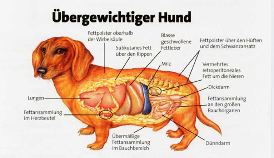 Wie viele Rippen hat ein Hund? Alles, was Sie wissen müssen!