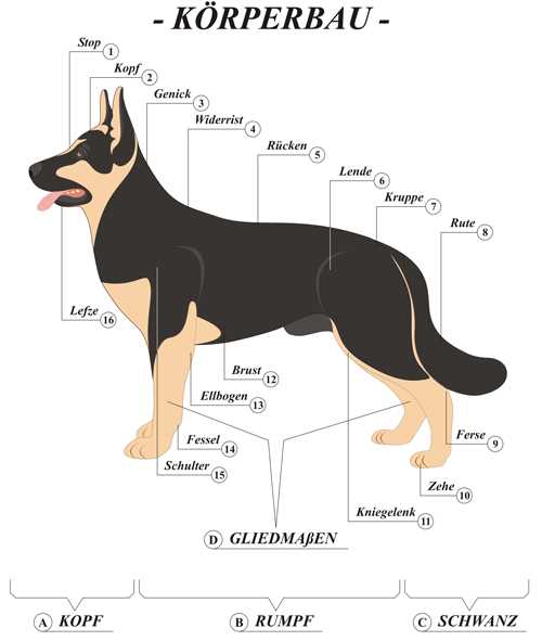 Einfluss der Anzahl der Rippen auf die Gesundheit und das Wohlbefinden des Hundes