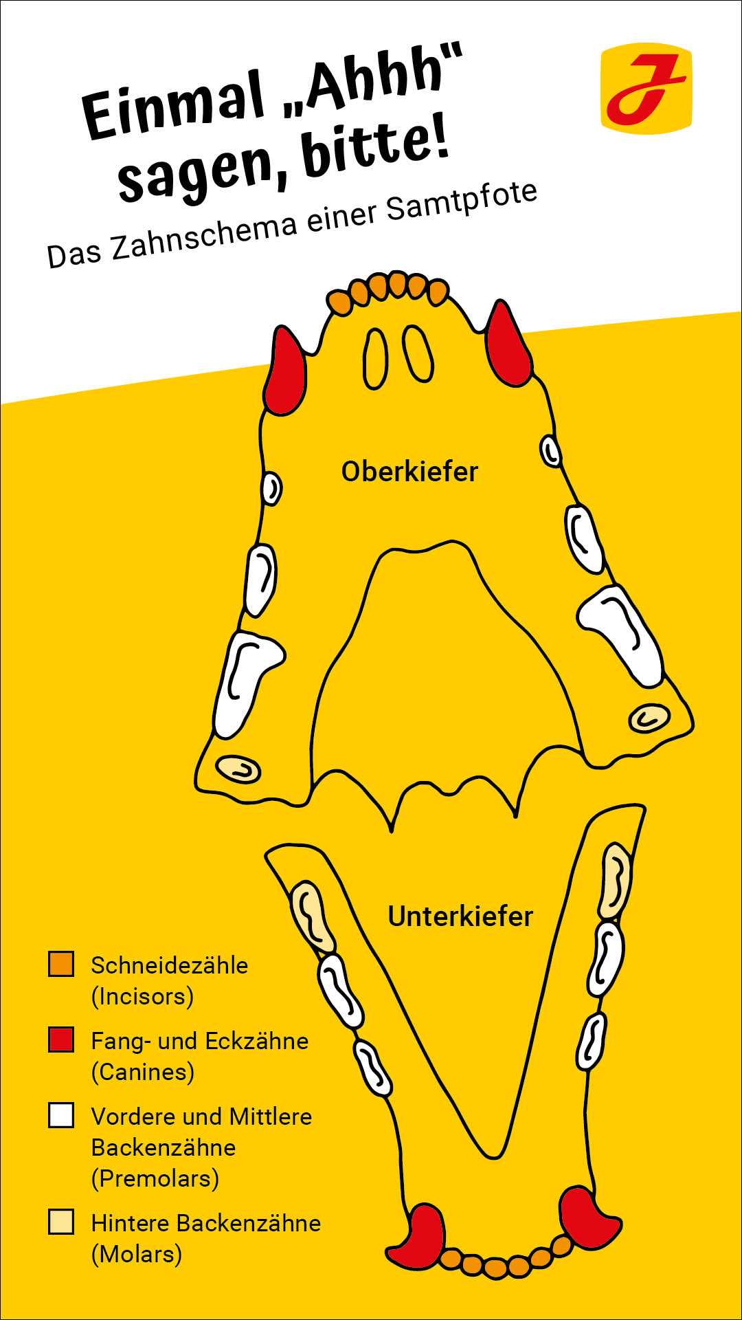 Zahngesundheit bei Katzen