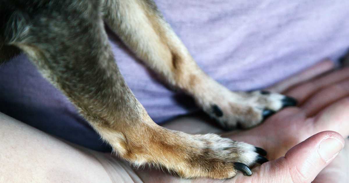 Die Bedeutung der Pfotenpflege bei Hunden