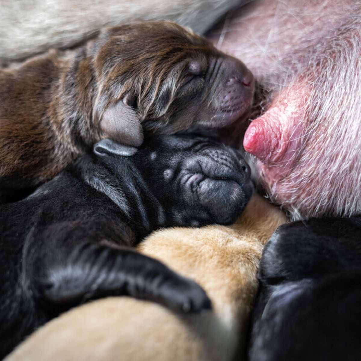 Die Bedeutung der Zitzen beim Hund für die Fortpflanzung